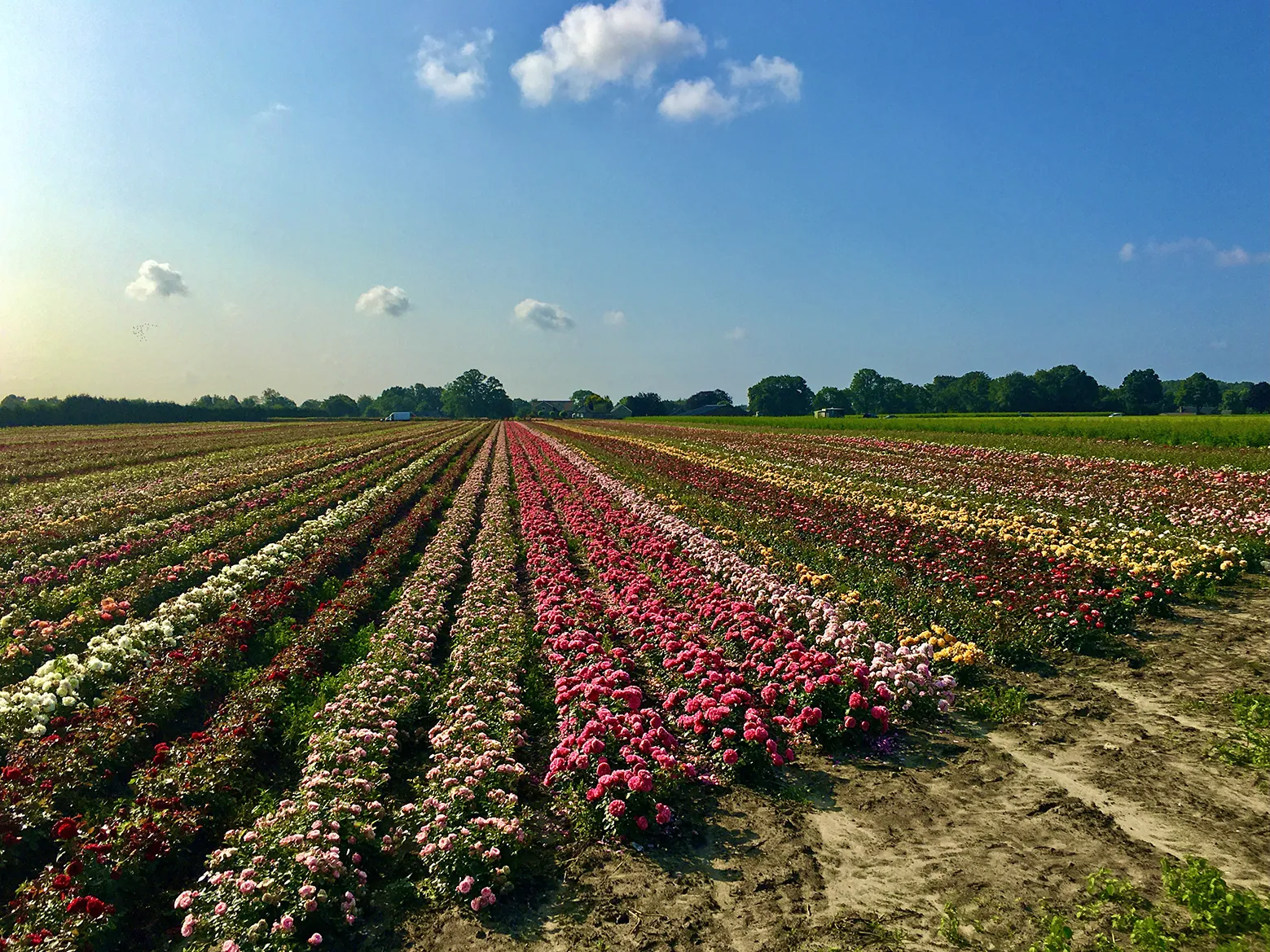 Kleurrijke rozenvelden langs de Kasteeltuinen-route in Noord-Limburg